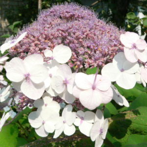 Гортензия саржента<br/>Hydrangea sargentiana