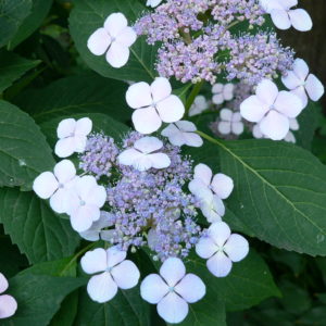 Гортензия пильчатая Блюберд<br/> Hydrangea serrata Bluebird