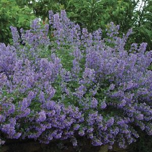 Котовник Муссини <br>Nepeta mussinij