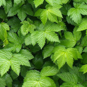 Лабазник пурпурный Элеганс <br>Filipendula purpurea Elegans