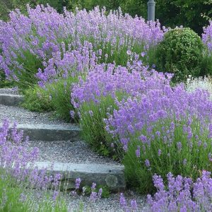 Лаванда Манстед <br>Lavandula angustifolia Munstead