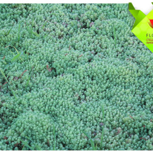 Седум (очиток) испанский <br>Sedum hispanicum