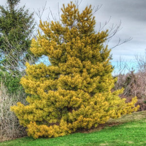 Сосна обыкновенная Ауреа<br>Pinus sylvestris Aurea