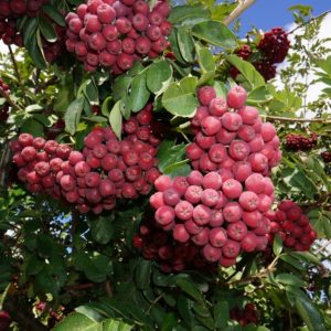 Рябина гранатная <br>Sorbus Granatnaya