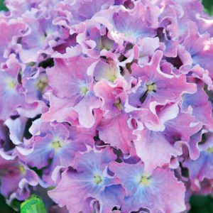 Гортензия крупнолистная<br/> Hydrangea macrophylla Spike