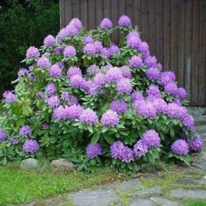 Рододендрон Грандифлорум <br>Rhododendron Grandiflorum