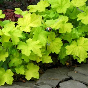 Гейхера Писташ <br>Heuchera Pistache