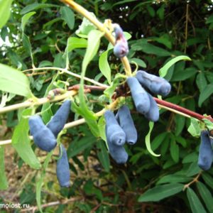 Жимолость Мальвина <br> Lonicera edulis Malvina