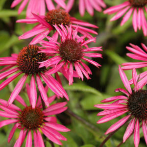 Эхинацея Пика Белла<br>Echinacea Pica Bella