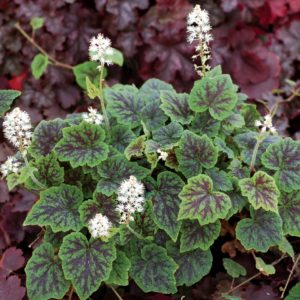 Тиарелла Аппалачиан Трейл <br>Tiarella Appalachian Trail