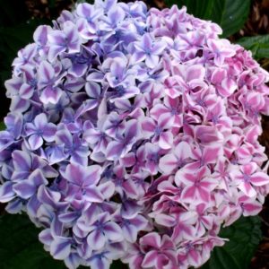 Гортензия крупнолистная Пеперминт эндлесс саммер<br/> Hydrangea macrophylla Peppermint Endless Summer