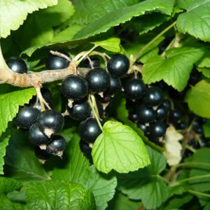 Смородина Черный жемчуг<br> Ribes nigrum