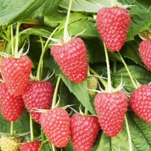 Малина Атлант<br>Rubus idaeus Atlant