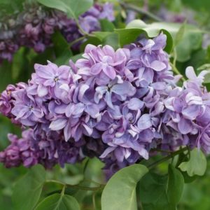 Сирень  обыкновенная Маршал Ланн <br> Syringa vulgaris Marechal Lannes