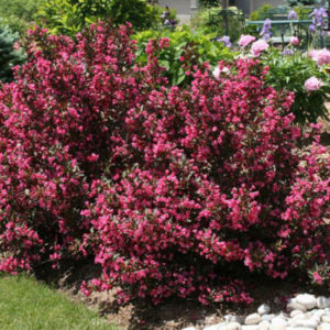 Вейгела цветущая Нана Пурпуреа<br>Weigela florida Nana Purpurea