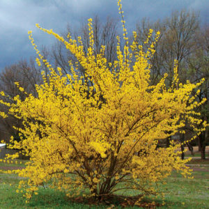 Форзиция промежуточная Голден Тайм<br>Forsythia Golden Time