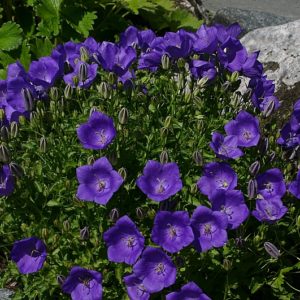 Колокольчик карпатский Блю Клипс<br>Campanula carpatica Blue Clips