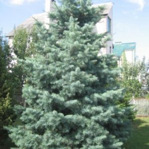 Пихта одноцветная Глаука<br>Abies concolor Glauca