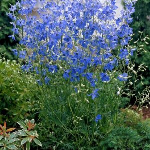 Дельфиниум Блауэр Цверг <br> Delphinium Blauer Zwerg