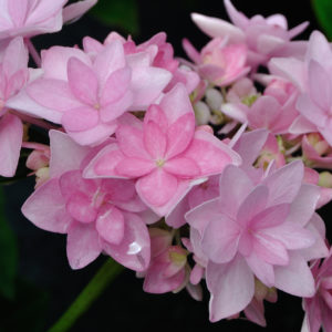 Гортензия крупнолистная Романс Пинк<br>Hydrangea macrophylla Romance pink