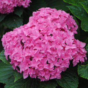 Гортензия крупнолистная Перфекшн<br>Hydrangea macrophylla Perfection