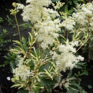 Лабазник вязолистный Вариегата <br> Filipendula ulmaria Variegata