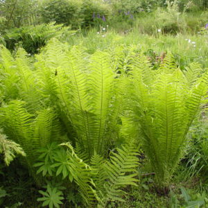 Папоротник Страусник<br>Pteridium Matteuccia