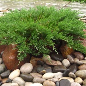 Можжевельник Андорра Компакт<br>Juniperus Andorra Compact