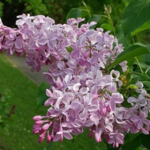 Сирень гиацинтовая Бюффон<br>Syringa hyacinthiflora Buffon