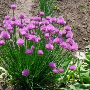 Шнитт лук<br>Allium schoenoprasum