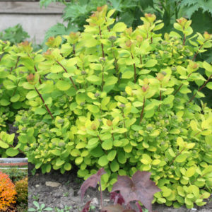 Спирея березолистная Тор голд <br>Spiraea betulifolia Tor Gold