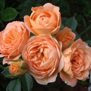 Роза флорибунда Свит Дрим <br>Rose floribunda Sweet driam