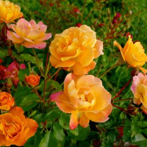 Роза флорибунда Вестцайт <br>Rose floribunda Westzeit