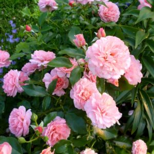 Роза флорибунда Ботичелли<br>Rosa floribunda Botticelli