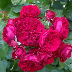 Роза флорибунда Маранелло Роуз <br>Rose floribunda Maranello rose