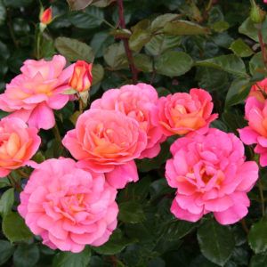 Роза флорибунда Санти <br>Rose floribunda Shanty
