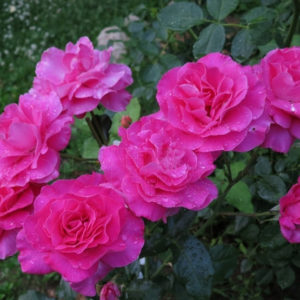 Роза флорибунда Ману Мейян <br>Rose floribunda Manou Meilland