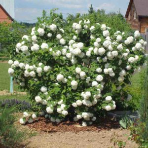 Калина Бульденеж Розеум <br>Viburnum opulus Roseum