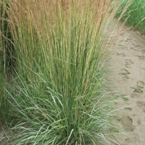 Вейник Остроцветковый Аваланч<br>Calamagrostis acutiflora Avalanche