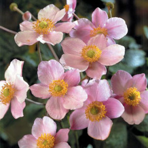 Анемона войлочная Робустиссима<br>Anemone tomentosa Robustissima