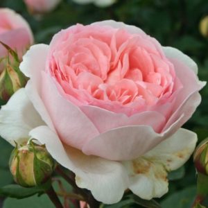 Роза флорибунда Марчензаубер <br>Rose floribunda Marchenzauber