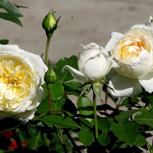 Роза флорибунда Чайковский <br>Rosa floribunda Tchaikovski