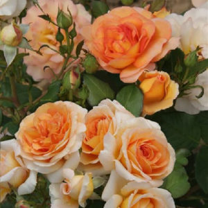 Роза флорибунда Кокард <br>Rosa floribunda Cocarde