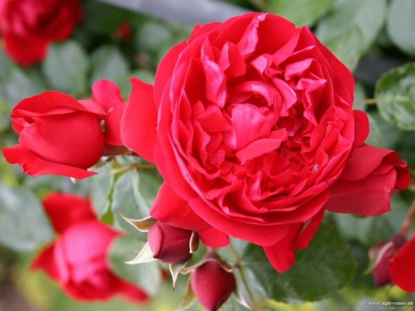 Плетистая роза Флорентина – описание с фото, посадка и уход