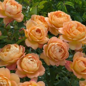 Роза парковая Зоненвельт <br>Rose Sonnenwelt
