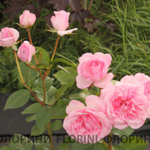 Роза флорибунда Розерай дю Шатле <br>Rose floribunda Roseraie du chatelet