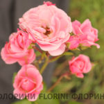 florini-2016-06-16-роза-байландо-05