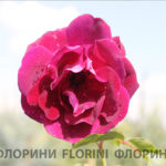 florini-2016-06-29-роза-бургунди-айс-03