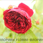 florini-2016-06-29-роза-маранелло-роуз-01