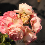 florini-2016-07-10-роза-акрополис-02
